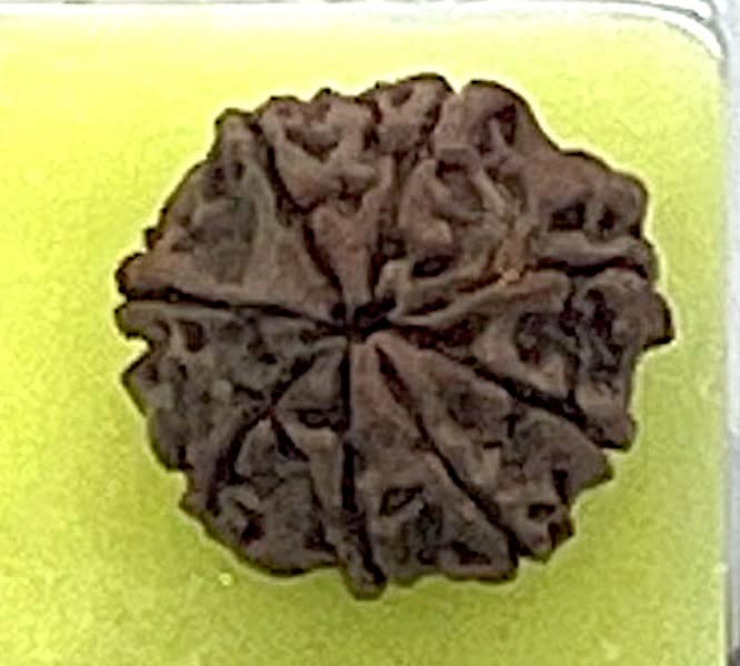 Certified 8 Mukhi Rudrasksha with X-Ray Report - Natural Eight Face Rudraksh