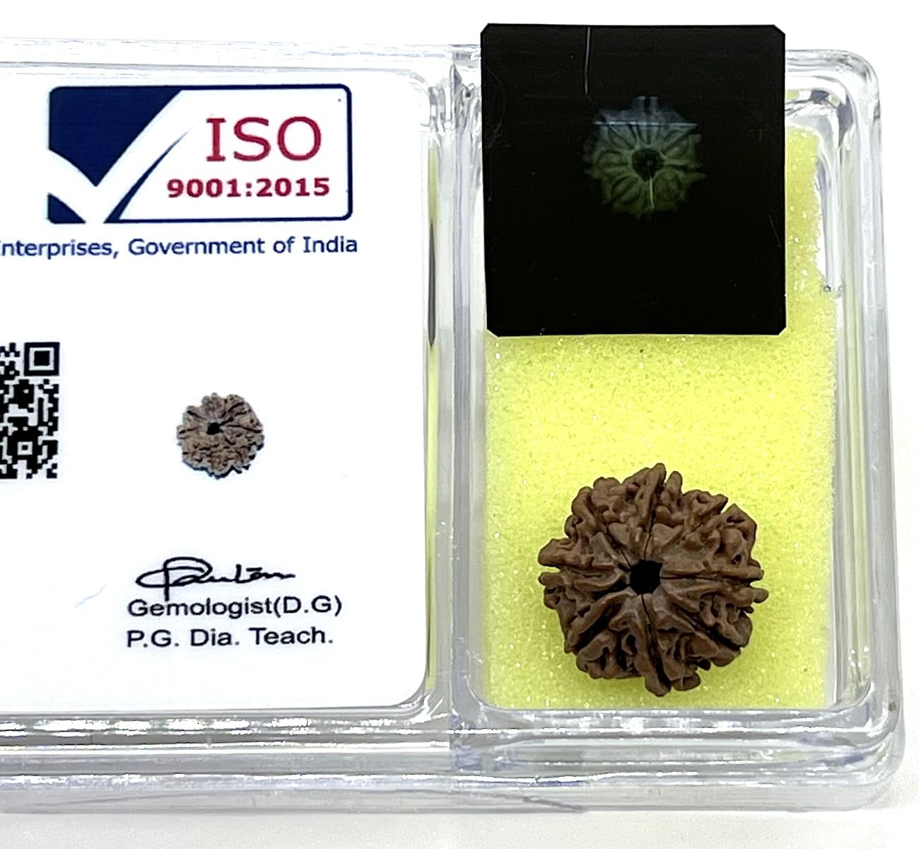 Certified 8 Mukhi Rudraksha Bead with X-Ray - 8 Faces – Universal Sun Signs – Root Chakra