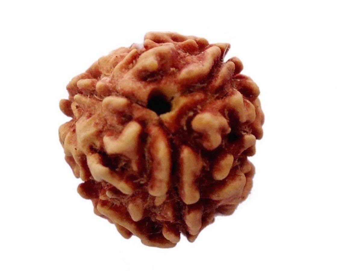 Certified 3 Mukhi (Three Faces) Rudraksha - Universal Sun Sign - Solar Plexus Chakra