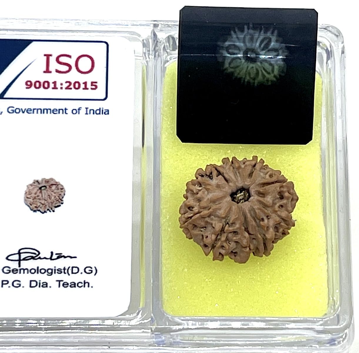 Certified 10 Mukhi Rudraksha (Ten Faces) - Capricorn & Aquarius Birthstone - Solar Plexus Power