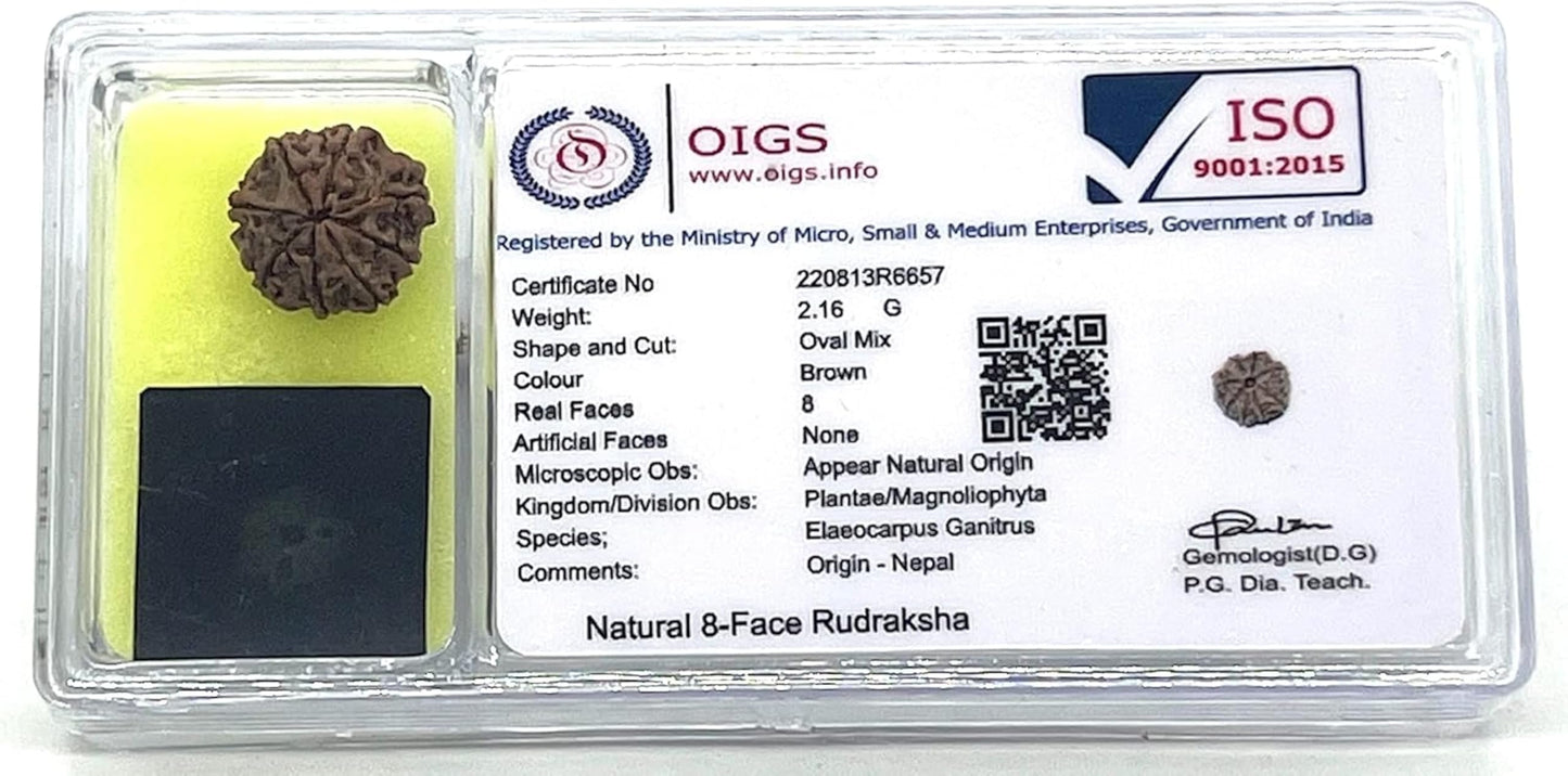 Certified 8 Mukhi Rudrasksha with X-Ray Report - Natural Eight Face Rudraksh