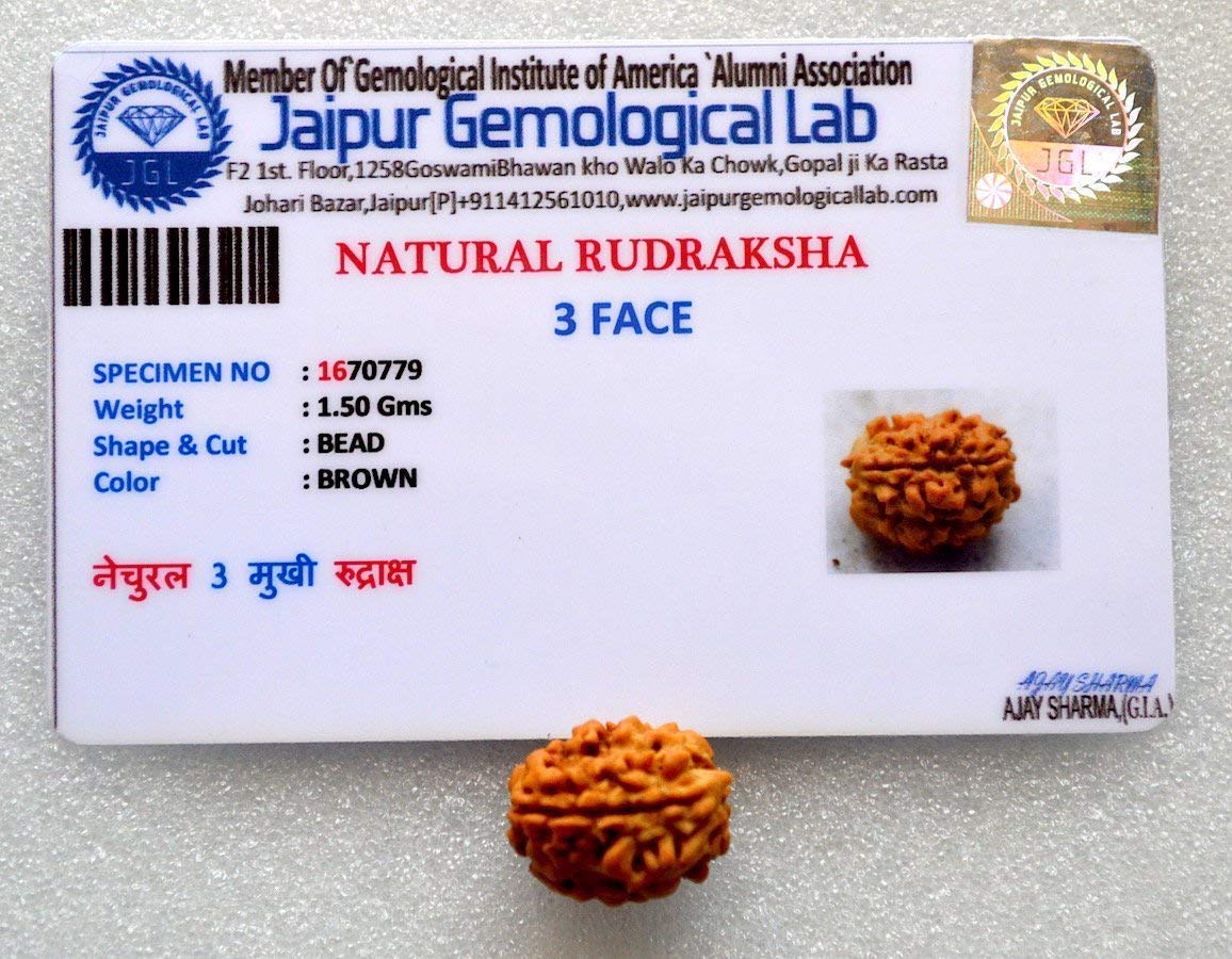 Certified 3 Mukhi (Three Faces) Rudraksha - Universal Sun Sign - Solar Plexus Chakra