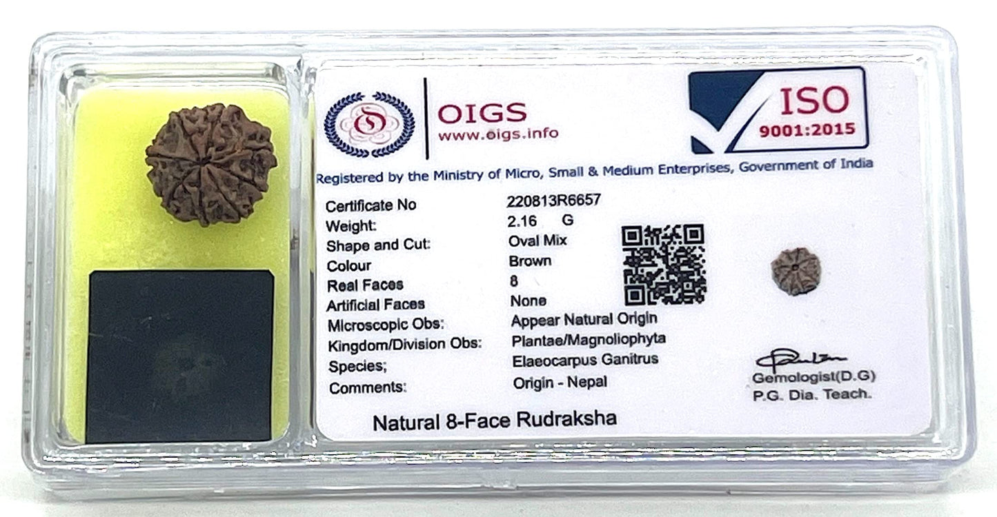 Certified 8 Mukhi Rudrasksha with X-Ray Report - Natural Eight Face Rudraksh