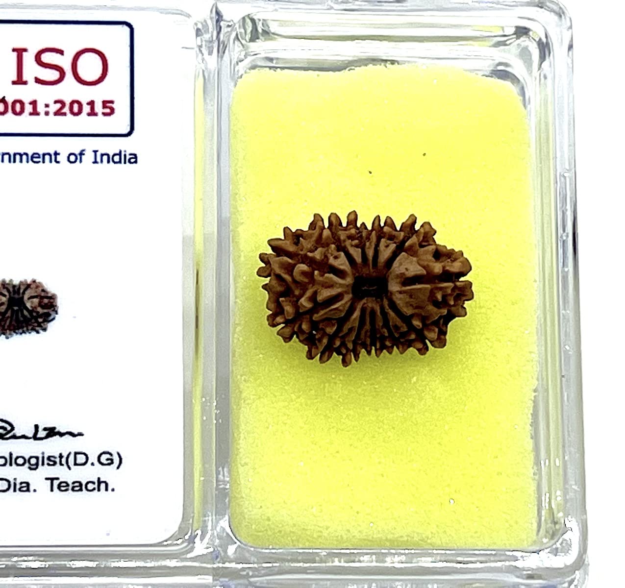 Certified 12 Mukhi Rudraksha Bead, Twelve Face Real Rudraksh, Himalayan Origin, Nepal Collections - Lab Certified w/X-Ray
