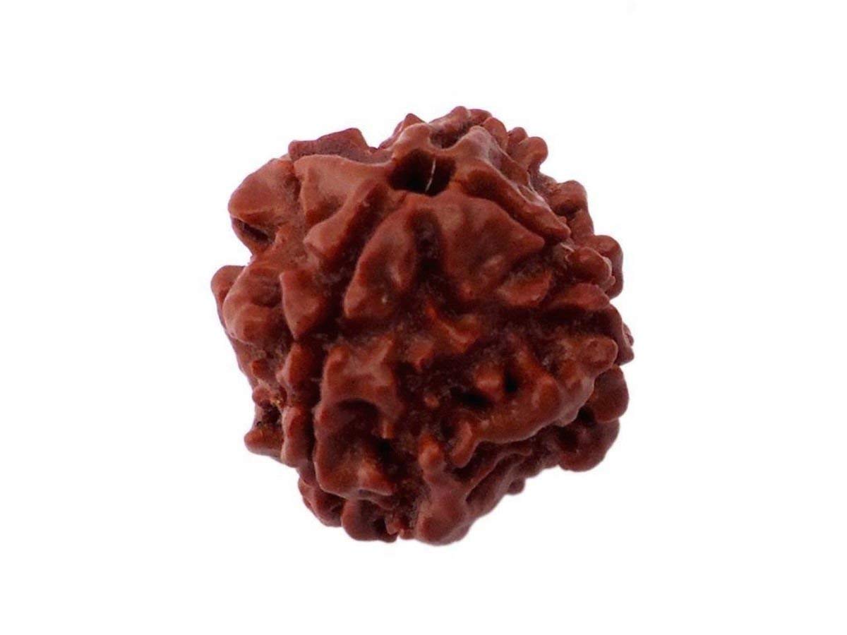 Certified 4 Mukhi (Four Faces) Rudraksha Bead, Real Rudraksh, Throat Chakra, Universal Sun Sign