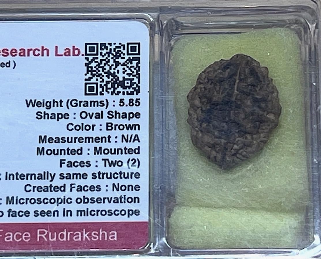 Certified 2 Mukhi (Two Faces) Rudraksha Bead, Gemini & Cancer Zodiac, Sacral Chakra