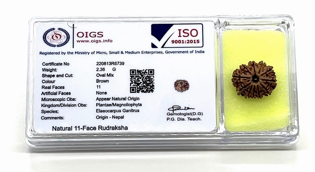 Harness Divine Energy: Certified 11 Mukhi Rudraksha Bead with X-Ray | Third Eye Chakra