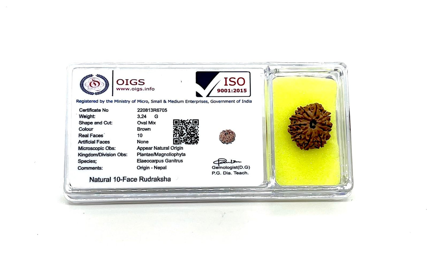 Certified 10 Mukhi Rudraksha (Ten Faces) - Capricorn & Aquarius Birthstone - Solar Plexus Power