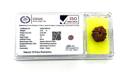 Certified 10 Mukhi Rudraksha (Ten Faces) - Capricorn & Aquarius Birthstone - Solar Plexus Power