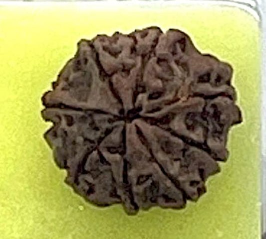 Certified 8 Mukhi Rudrasksha with X-Ray Report - Natural Eight Face Rudraksh