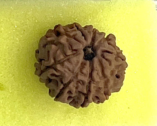 AwakenYourKundalini's Natural Rudraksha Beads (1,2,3,4,5,6,7,8,9,10,11,12,13,14 Faced) Original Rudraksha Beads Himalayan Origin Nepal Collections - Lab Certified - (9 Mukhi Faced)