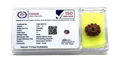 Harness Divine Energy: Certified 11 Mukhi Rudraksha Bead with X-Ray | Third Eye Chakra