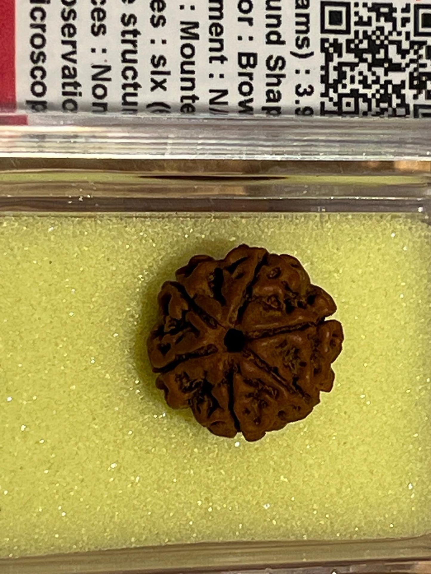 Certified 6 Mukhi Rudraksha Bead, Six Faces Rudraksh, Libra Sun Sign, Sacral Chakra