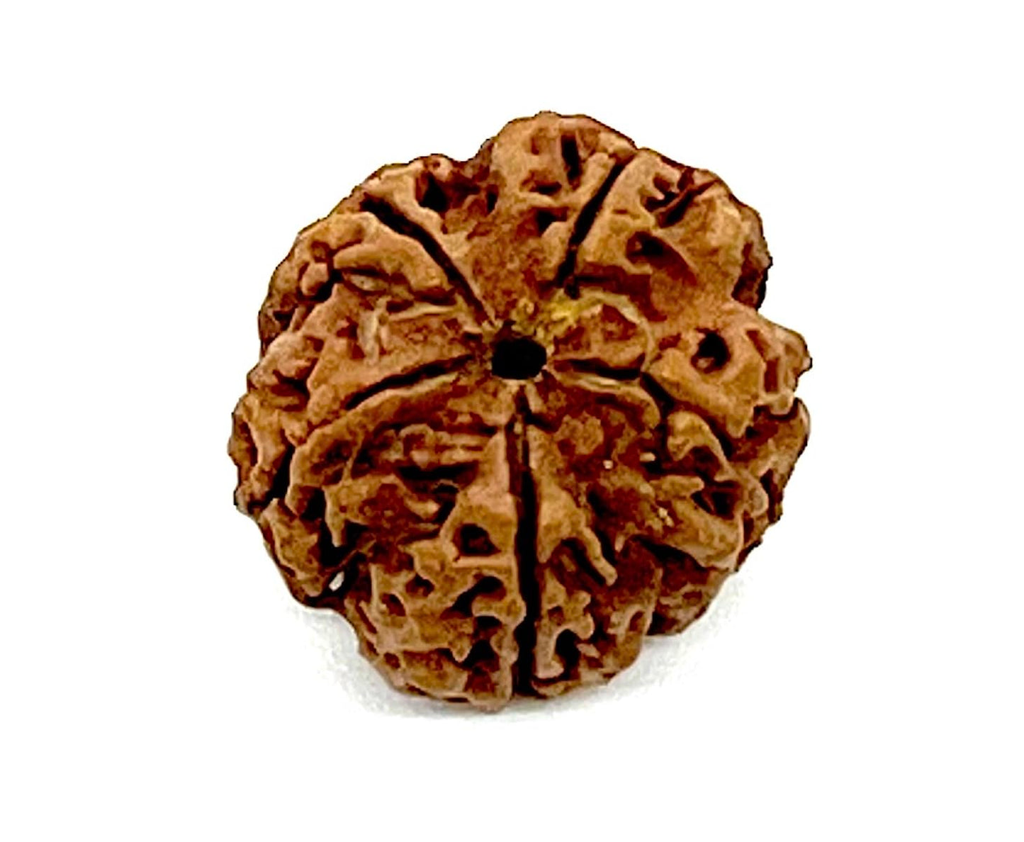Certified 5 Mukhi (Five Faces) Rudraksha Bead, Sagittarius Sun Sign, Throat Chakra