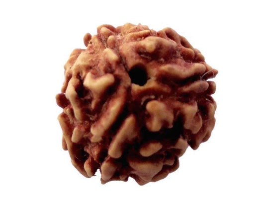 Certified 3 Mukhi (Three Faces) Rudraksha - Universal Sun Sign - Solar Plexus Chakra
