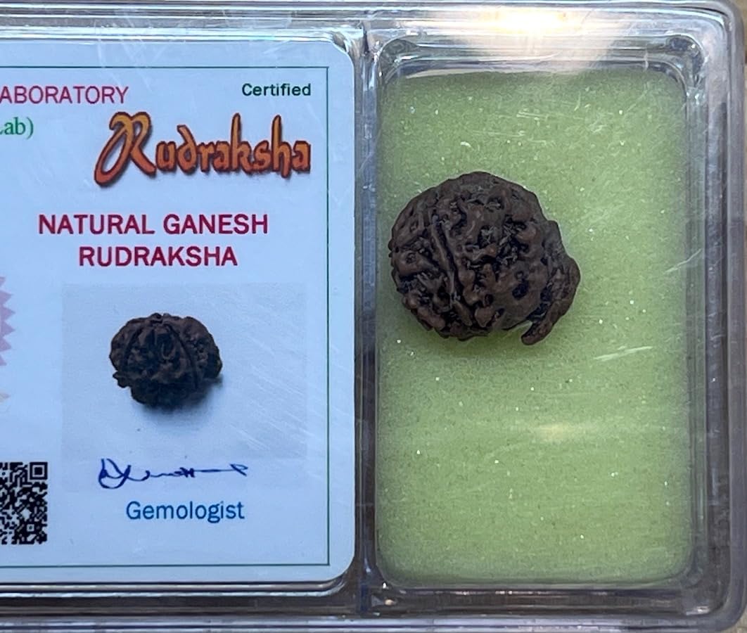Divine Blessings Await – Certified Ganesha Rudraksha Bead - Universal Sun Sign - Root Chakra