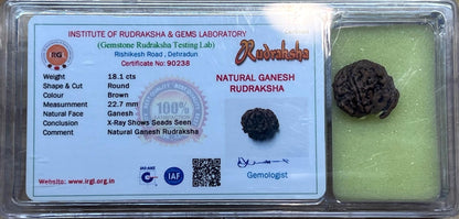 Divine Blessings Await – Certified Ganesha Rudraksha Bead - Universal Sun Sign - Root Chakra