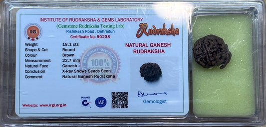 Divine Blessings Await – Certified Ganesha Rudraksha Bead - Universal Sun Sign - Root Chakra
