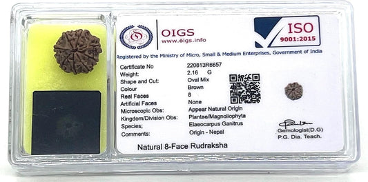 Certified 8 Mukhi Rudrasksha with X-Ray Report - Natural Eight Face Rudraksh