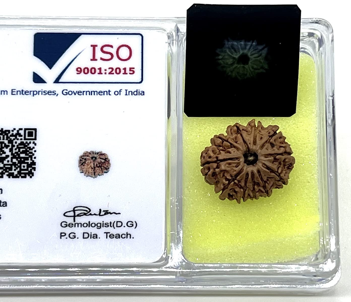 Harness Divine Energy: Certified 11 Mukhi Rudraksha Bead with X-Ray | Third Eye Chakra