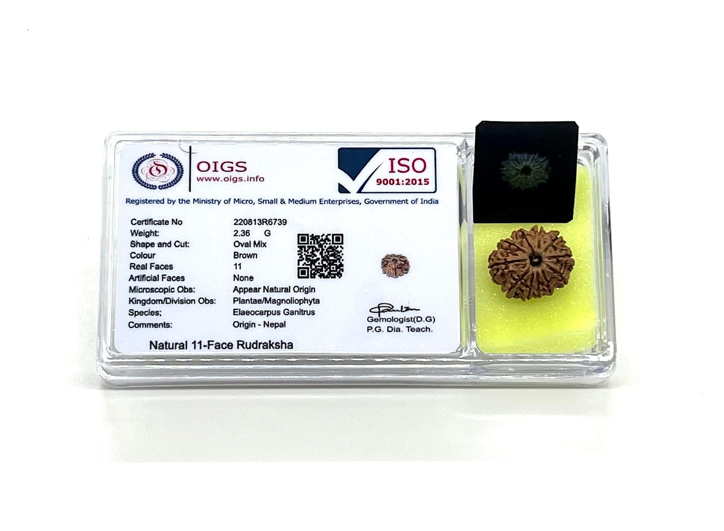 Harness Divine Energy: Certified 11 Mukhi Rudraksha Bead with X-Ray | Third Eye Chakra