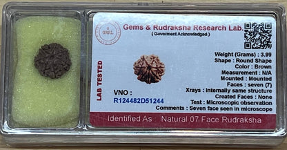 Empowering 7 Mukhi Rudraksha Bead, Universal Sun Sign, Root Chakra