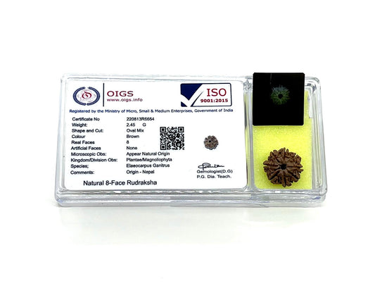 Certified 8 Mukhi Rudraksha Bead with X-Ray - 8 Faces – Universal Sun Signs – Root Chakra