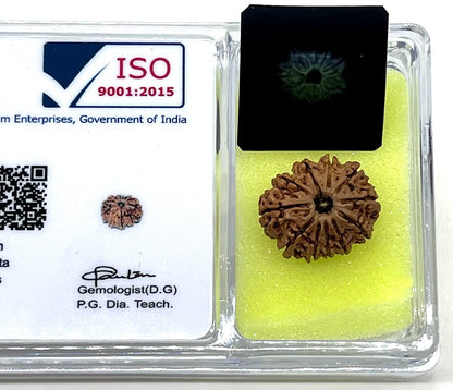 Harness Divine Energy: Certified 11 Mukhi Rudraksha Bead with X-Ray | Third Eye Chakra
