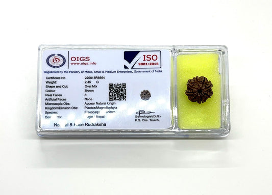 Certified 8 Mukhi Rudraksha Bead with X-Ray - 8 Faces – Universal Sun Signs – Root Chakra