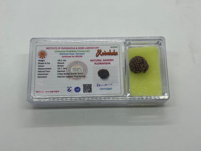 Divine Blessings Await – Certified Ganesha Rudraksha Bead - Universal Sun Sign - Root Chakra