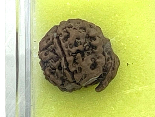 Divine Blessings Await – Certified Ganesha Rudraksha Bead - Universal Sun Sign - Root Chakra