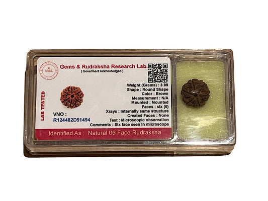 Certified 5 Mukhi (Five Faces) Rudraksha Bead, Sagittarius Sun Sign, Throat Chakra