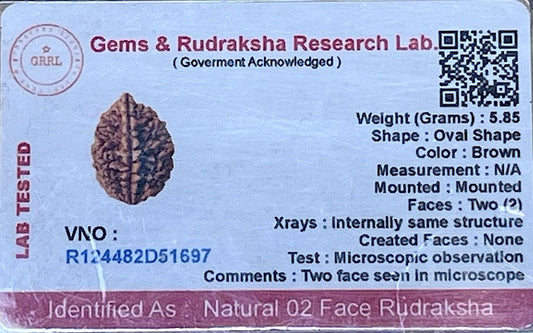 Certified 2 Mukhi (Two Faces) Rudraksha Bead, Gemini & Cancer Zodiac, Sacral Chakra