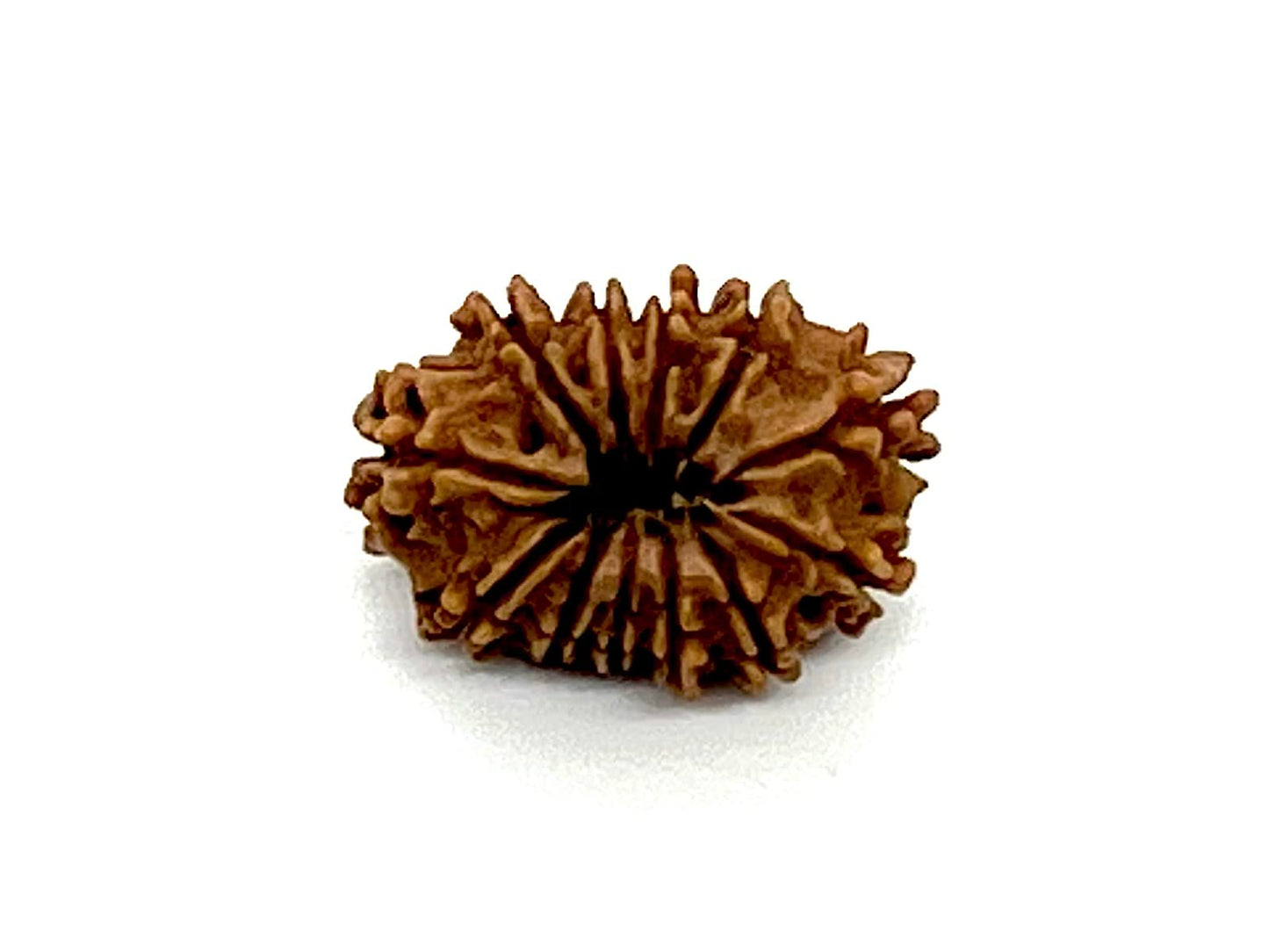 Certified 12 Mukhi Rudraksha Bead, Twelve Face Real Rudraksh, Himalayan Origin, Nepal Collections - Lab Certified w/X-Ray
