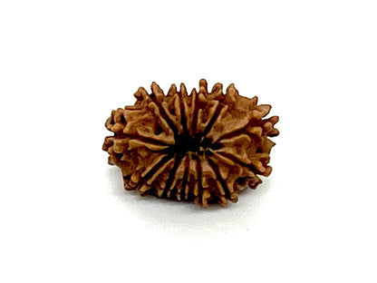 Certified 12 Mukhi Rudraksha Bead, Twelve Face Real Rudraksh, Himalayan Origin, Nepal Collections - Lab Certified w/X-Ray