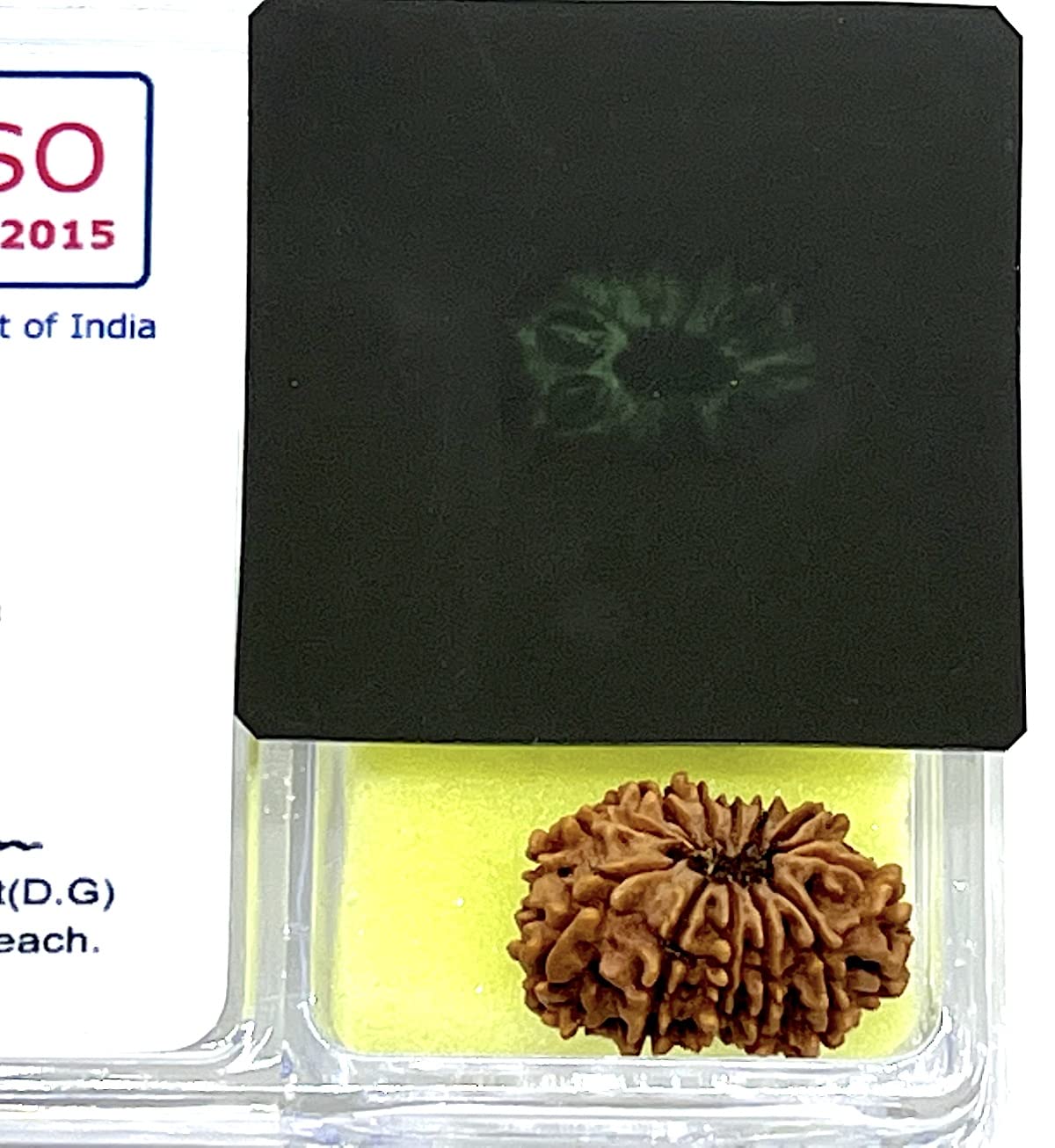 Certified 12 Mukhi Rudraksha Bead, Twelve Face Real Rudraksh, Himalayan Origin, Nepal Collections - Lab Certified w/X-Ray