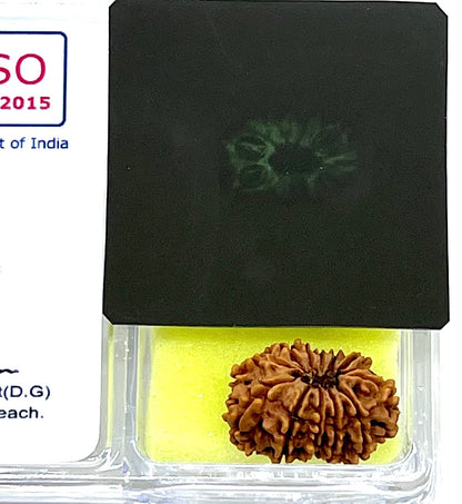 Certified 12 Mukhi Rudraksha Bead, Twelve Face Real Rudraksh, Himalayan Origin, Nepal Collections - Lab Certified w/X-Ray