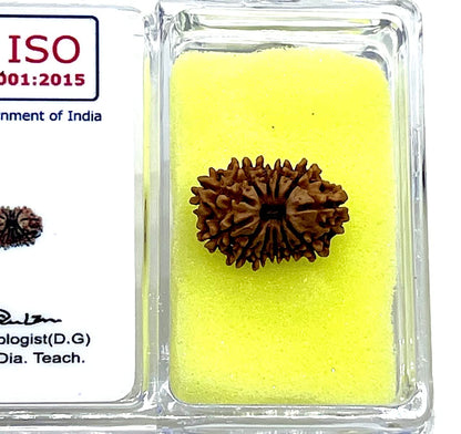Certified 12 Mukhi Rudraksha Bead, Twelve Face Real Rudraksh, Himalayan Origin, Nepal Collections - Lab Certified w/X-Ray