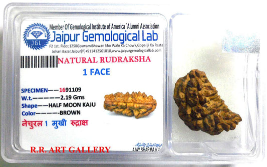 Certified 1 Mukhi (One Face) Rudraksha Bead - Birthstone for Capricorn - Astrological Sign: Leo - Crown Chakra