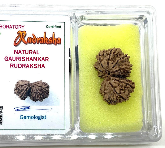Natural Certified Gauri Shankar Rudraksha Bead from Nepal - Universal Sun Sign - Heart Chakra