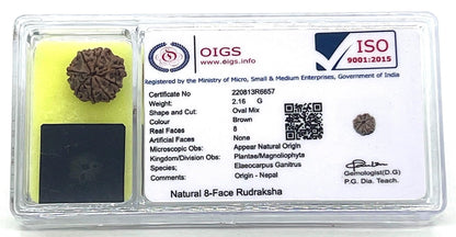 Certified 8 Mukhi Rudraksha Bead with X-Ray - 8 Faces – Universal Sun Signs – Root Chakra