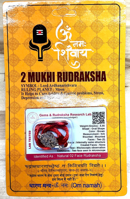 Certified 2 Mukhi Rudraksha Pendant Necklace (Two Faces) - Embrace Balance & Partnership