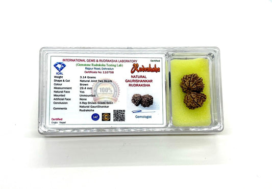 Natural Certified Gauri Shankar Rudraksha Bead from Nepal - Universal Sun Sign - Heart Chakra