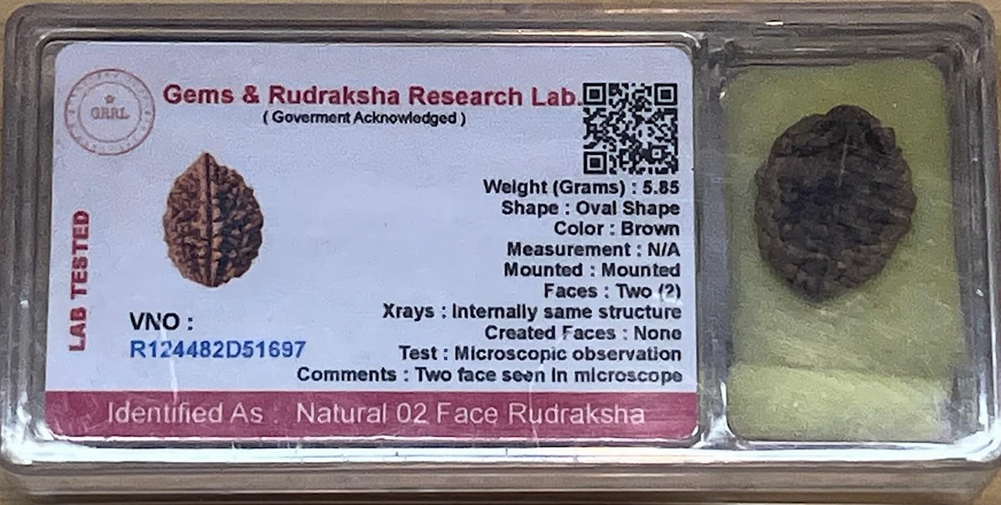 Certified 2 Mukhi (Two Faces) Rudraksha Bead, Gemini & Cancer Zodiac, Sacral Chakra