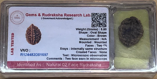 Certified 2 Mukhi (Two Faces) Rudraksha Bead, Gemini & Cancer Zodiac, Sacral Chakra