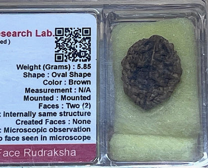 Certified 2 Mukhi (Two Faces) Rudraksha Bead, Gemini & Cancer Zodiac, Sacral Chakra