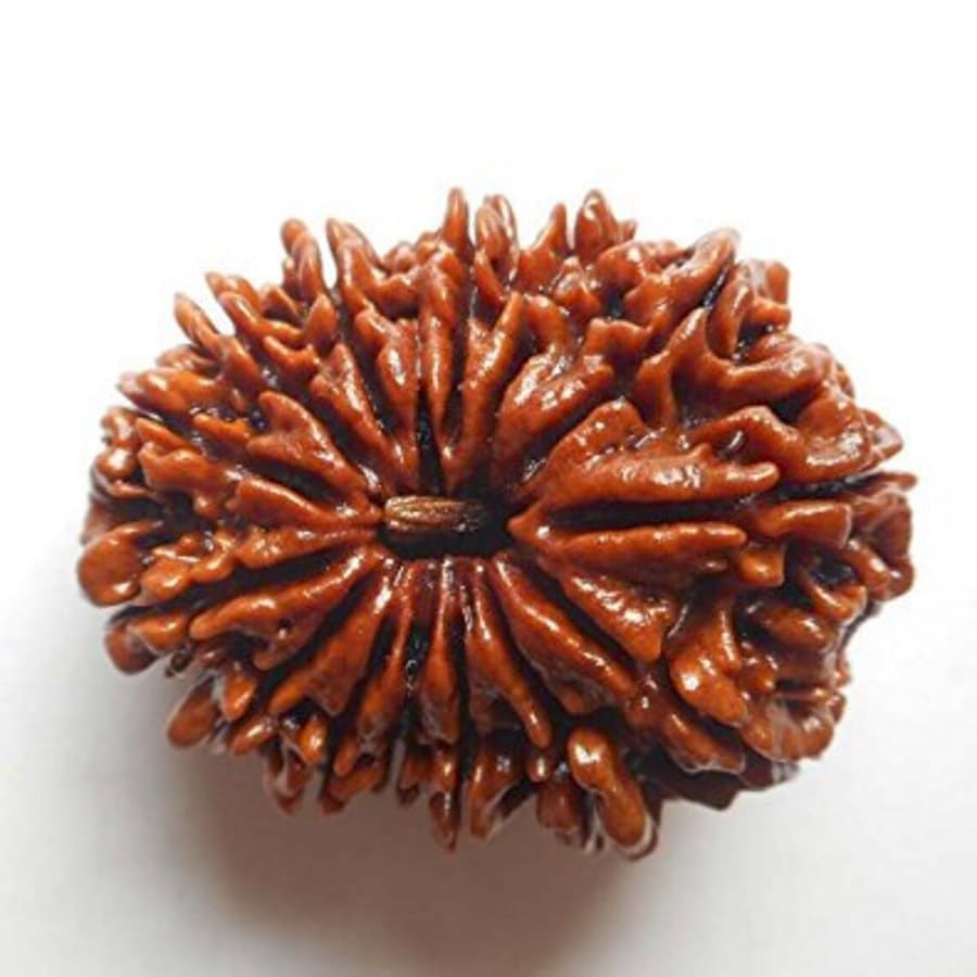 14 Mukhi Nepali Rudraksha – Third Eye (Ajna) Chakra