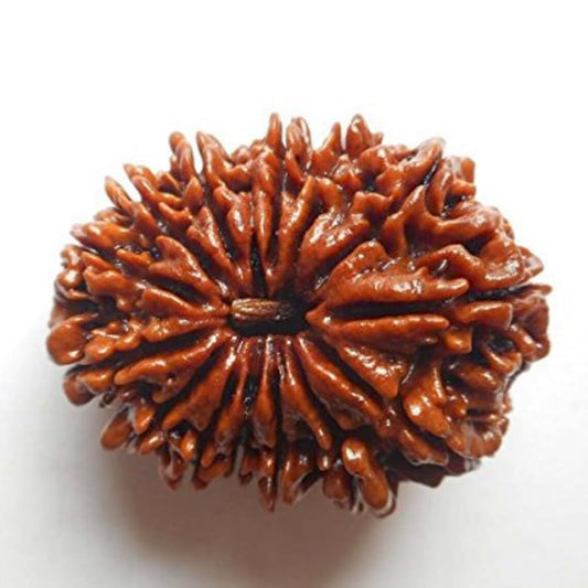 14 Mukhi Nepali Rudraksha – Third Eye (Ajna) Chakra