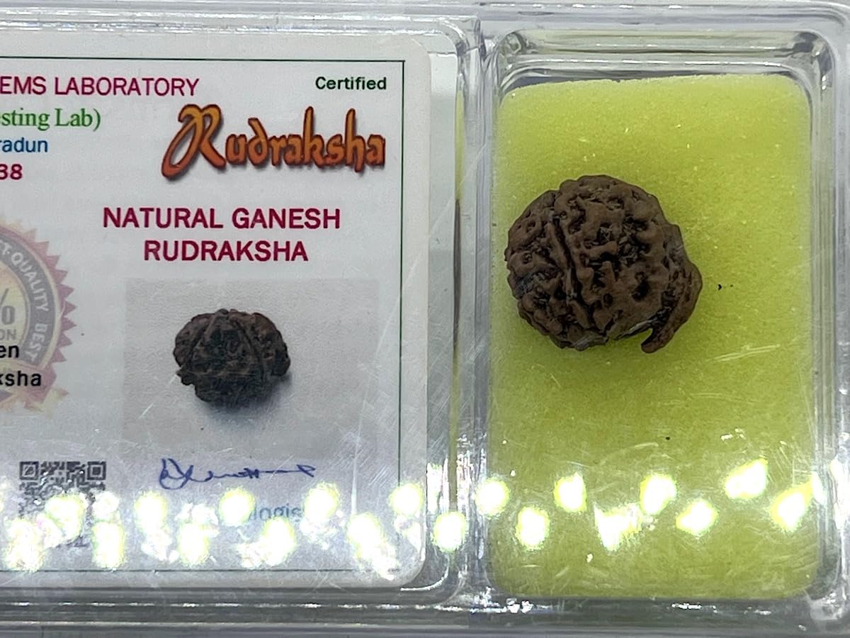 Divine Blessings Await – Certified Ganesha Rudraksha Bead - Universal Sun Sign - Root Chakra