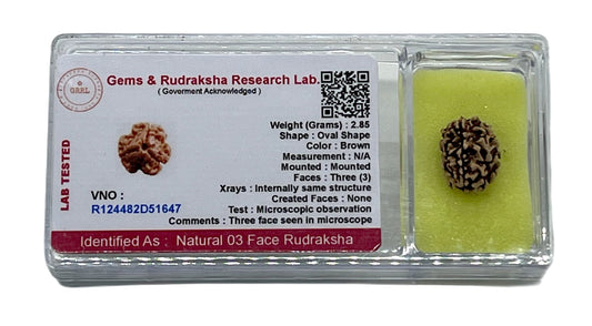 Certified 3 Mukhi (Three Faces) Rudraksha - Universal Sun Sign - Solar Plexus Chakra